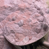 black mulberry tea buy