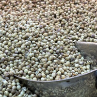 coriander buy